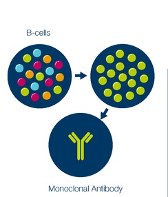 B-cellen en antilichamen