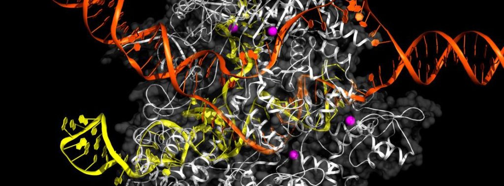 CRISPR/Cas9 aan het werk met DNA