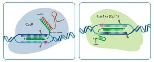 Cas9 tov Cas12a