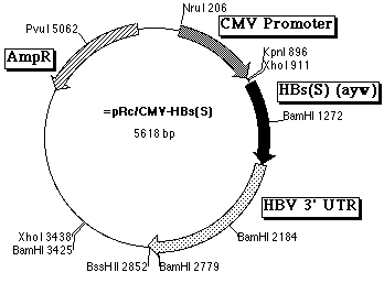 Voorbeeld van een DNA-vaccin (plasmide)