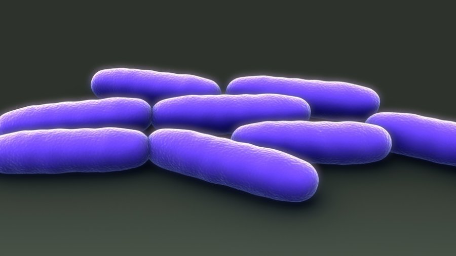 E. coli-bacteriën