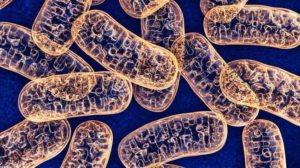 Mitochondriën