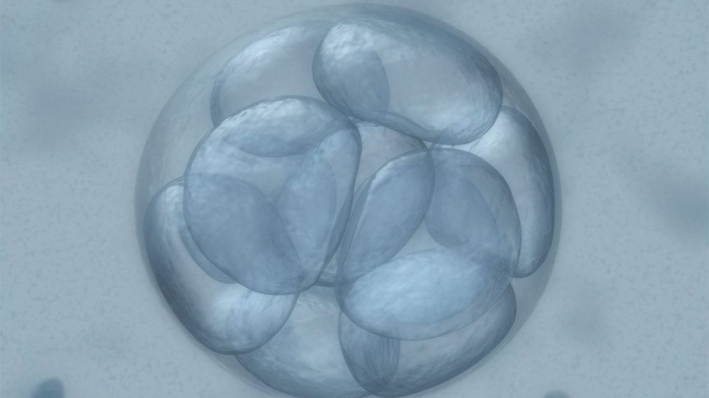 Embryo