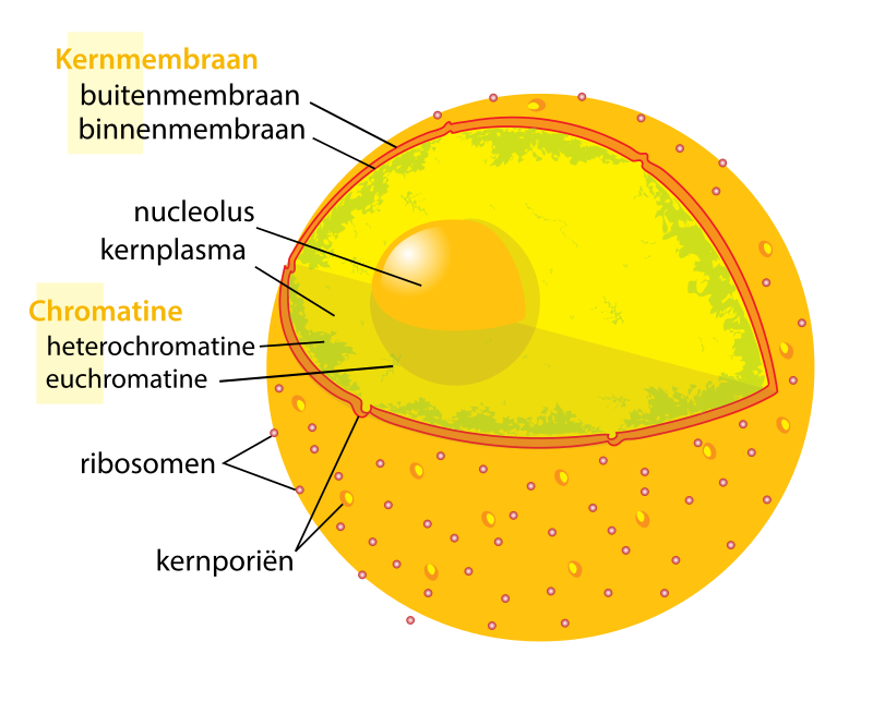 kernmembraan