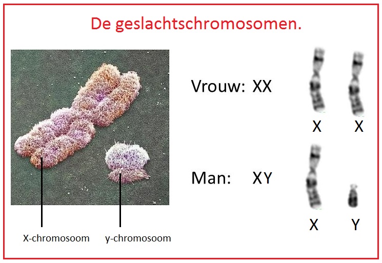 x-chromosoom