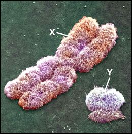 Y-chromosoom