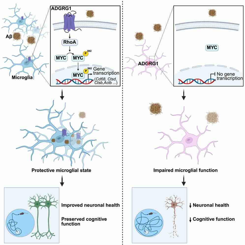 ADGRG1-receptor