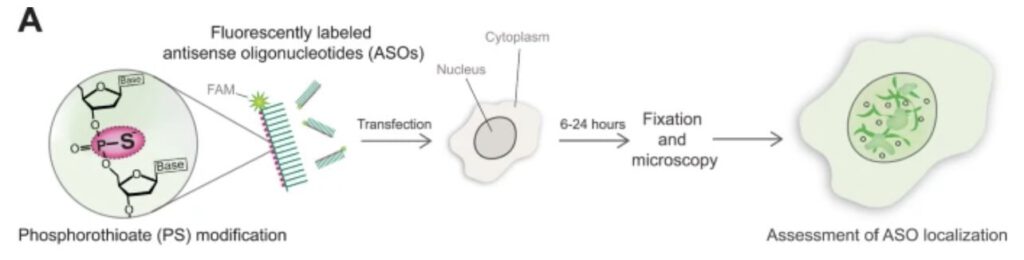 ASO's kunnen DNA-herstel van cellen verstoren