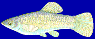 Amazonekillivis (-molly)