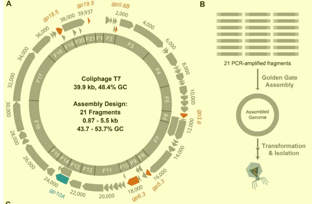 Het 'bouwen' van een synthetisch faaggenoom