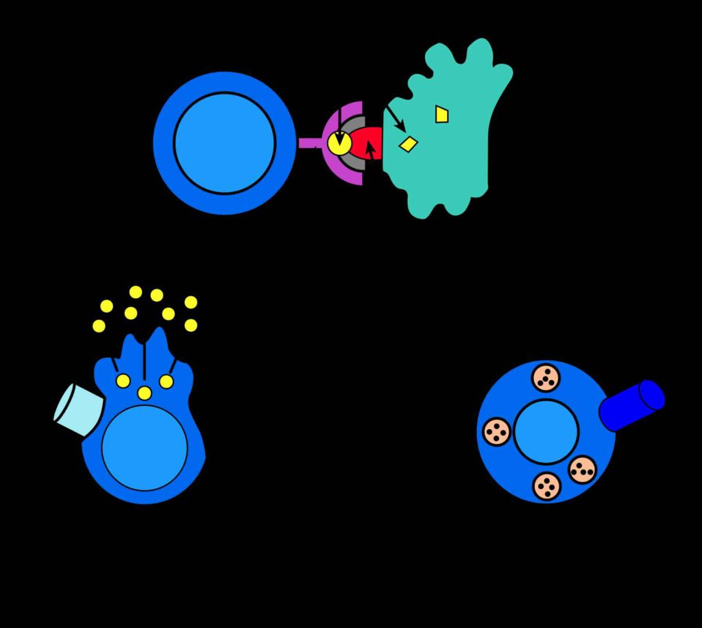 CD4-T-cel en CD8-T-cel