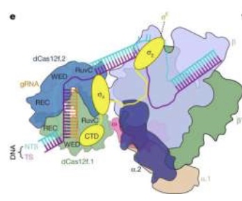 Het eiwitcomplex voor verandering genexpressie