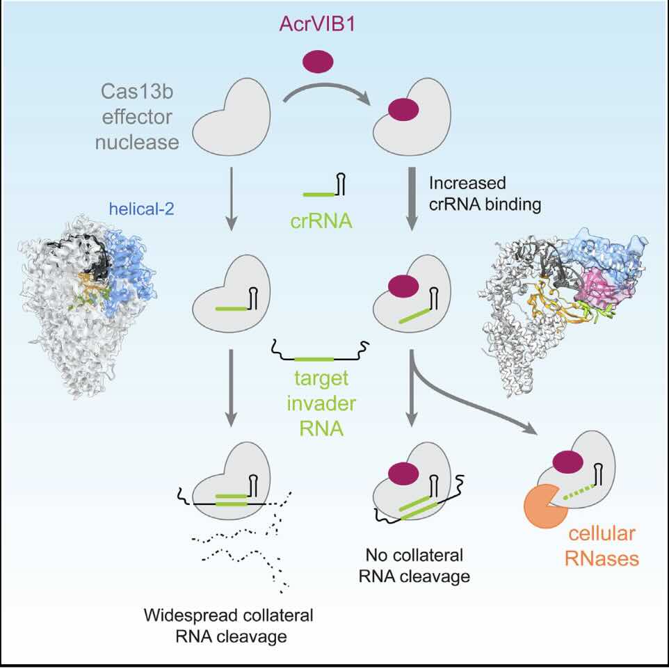 CRISPR-remmers