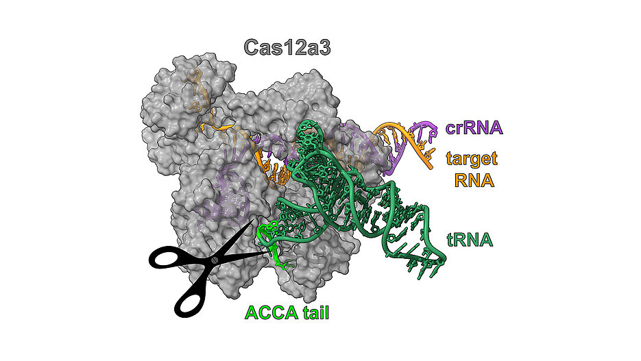 Structuur Cas12a3