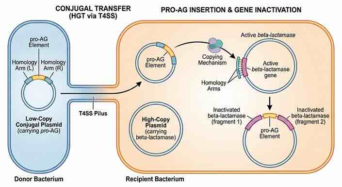 Conjugale overdracht