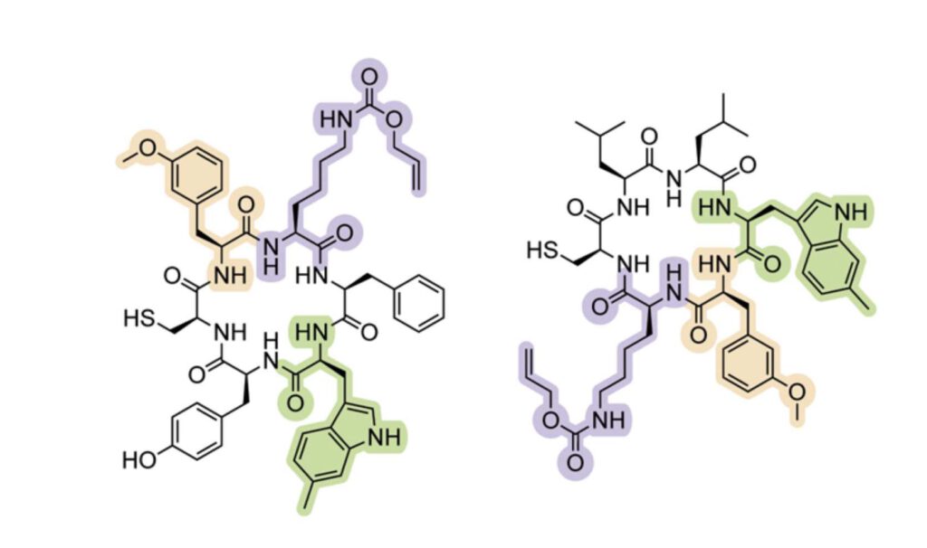 Cyclische peptiden