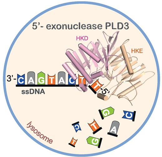 DNA-afbraak met PLD3
