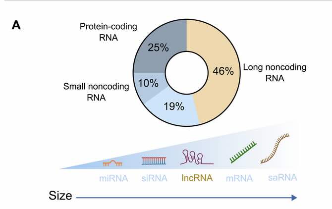 DNA codeert niet alleen voor eiwitten