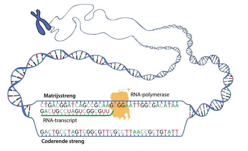 DNA-transcriptie