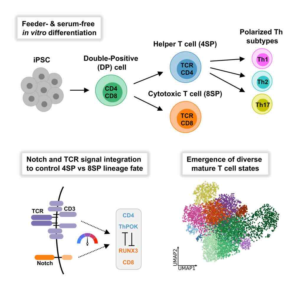 'Fokken' van T-helpercellen