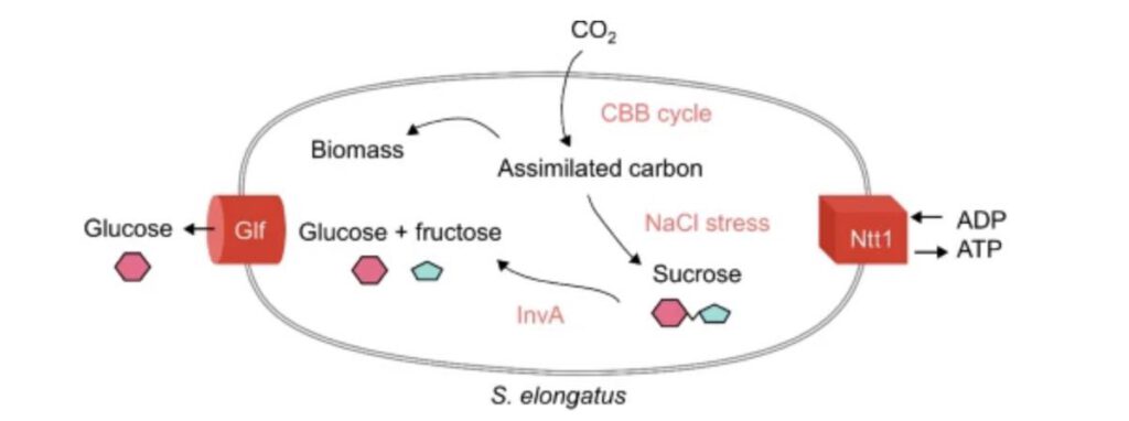 Glucose van bacteriegist