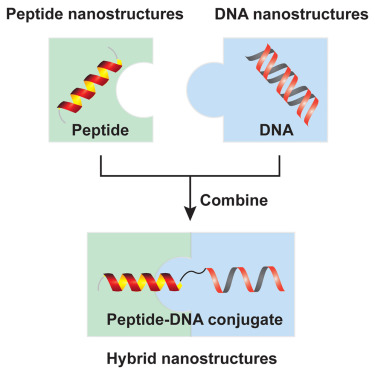 Hybride DNA-eiwitstructuren