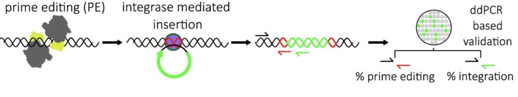 Integrase-invoeging in DNA