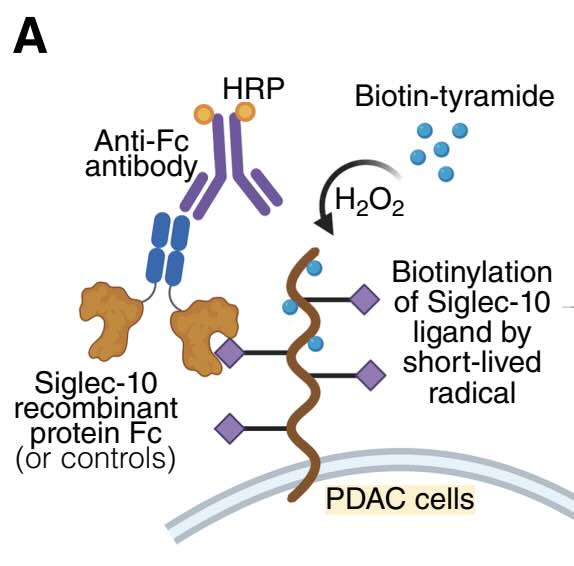 Kankercellen ontdaan van beschermend suiker