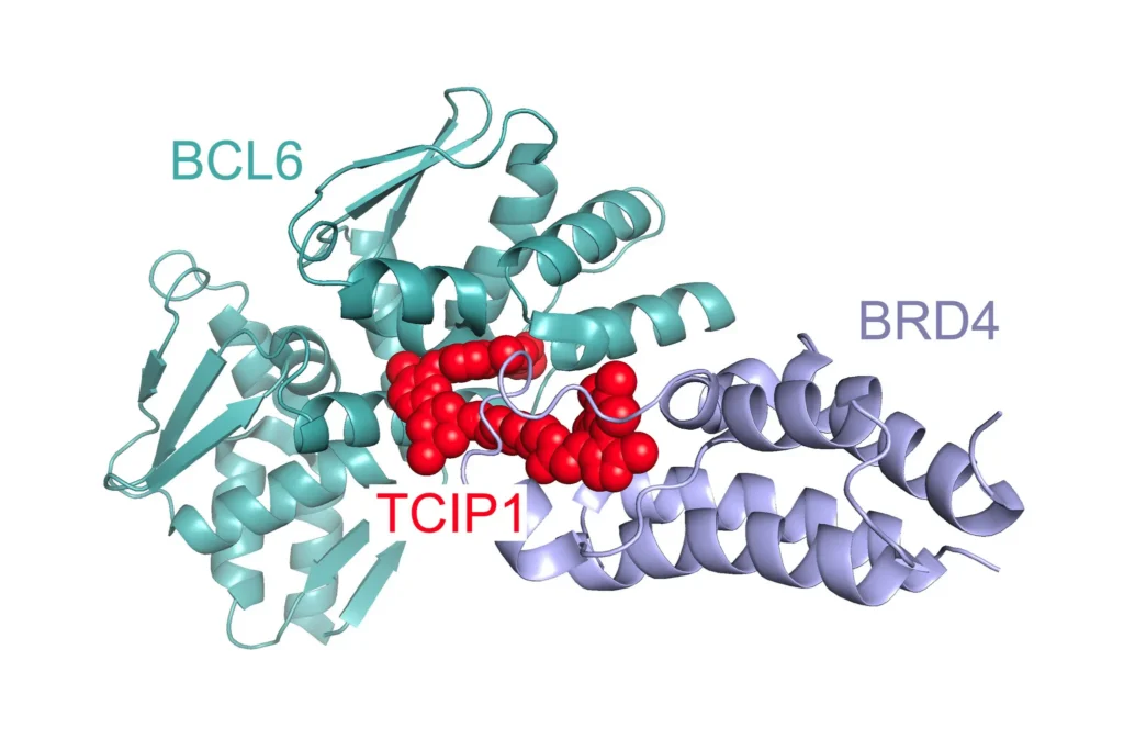 BCL6/BRD4-complex