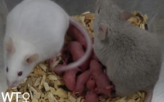 Mannelijke muis met zijn nageslacht