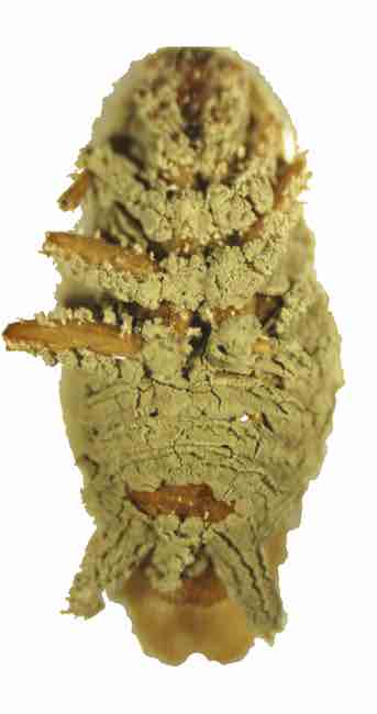 Metarhizium anisopliae besmette kakkerlak