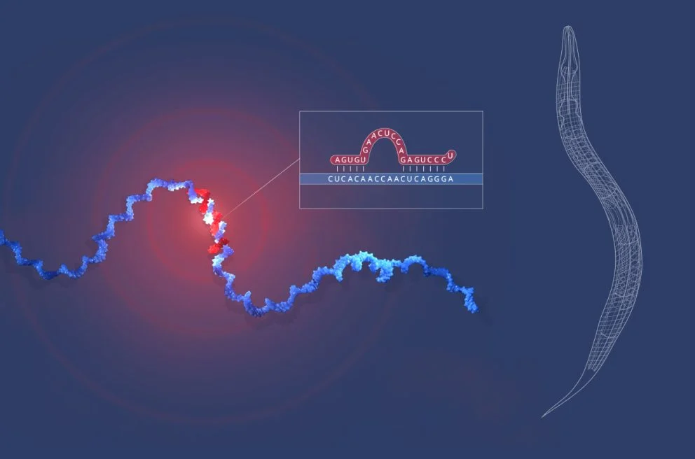 MicroRNA's