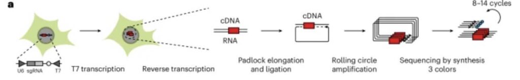 NIS-Seq-methode om genactiviteit te detecteren