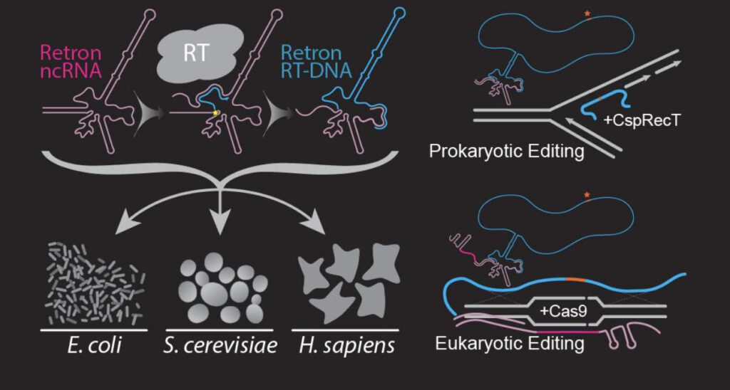 CRISPR&retron-genoombewerking