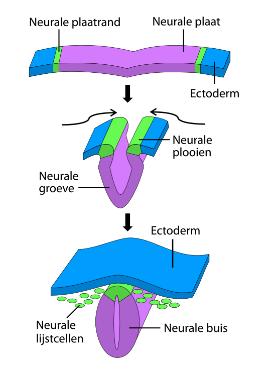 Neurale lijst