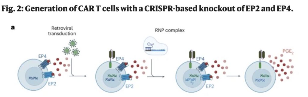 EP2 en EP4 uitschakelen in T-cellen