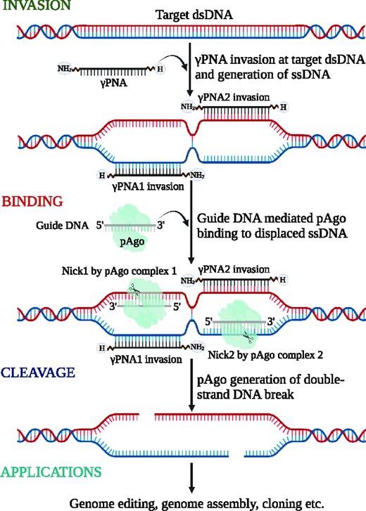 PNP-methode voor genoombewerking