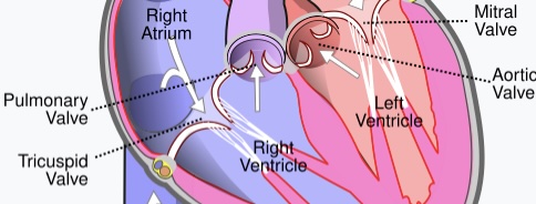 Pulmonalisklep