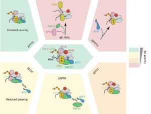 Afschrijven van DNA op RNA gaat met tempowisselingen gepaard