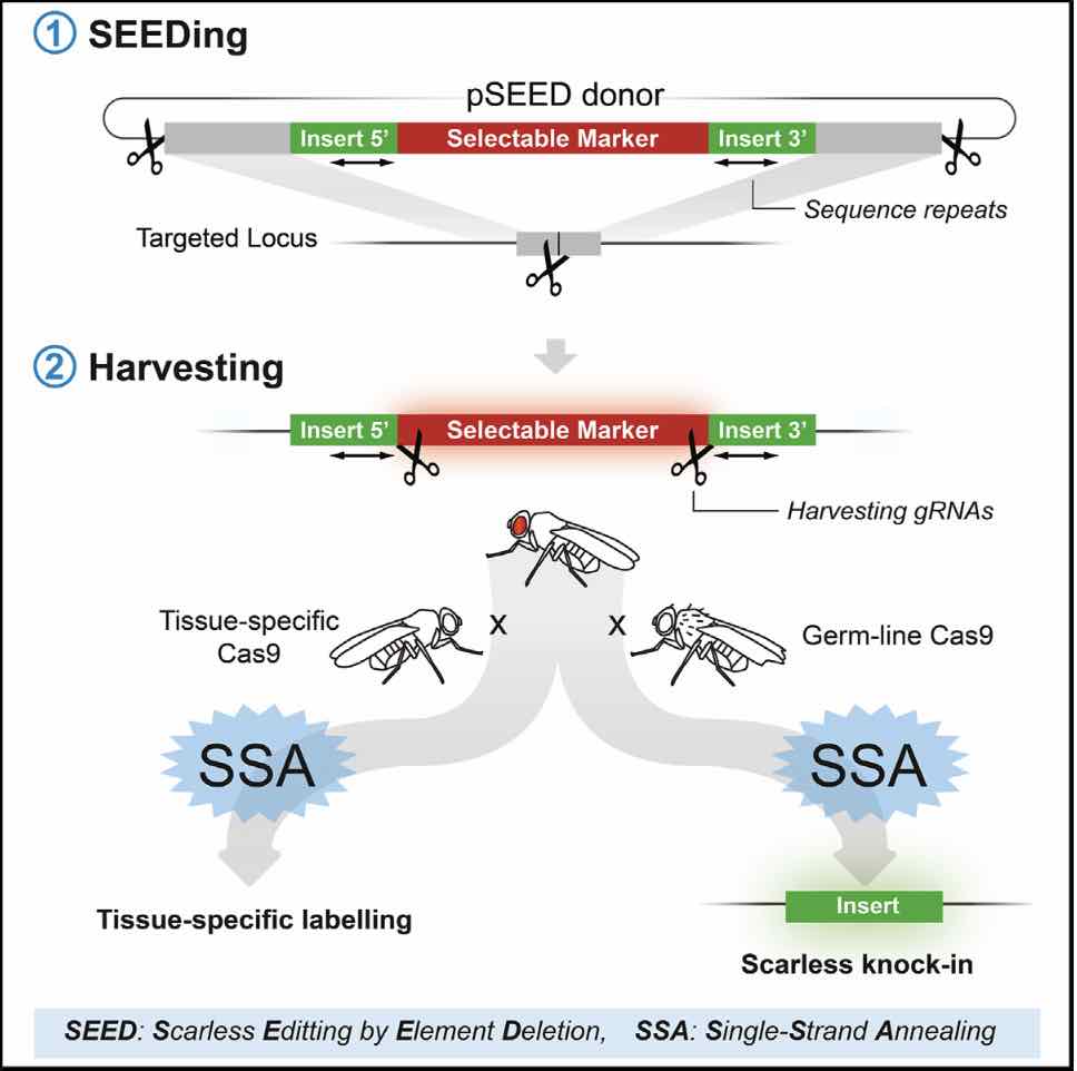 SEED/Harvest