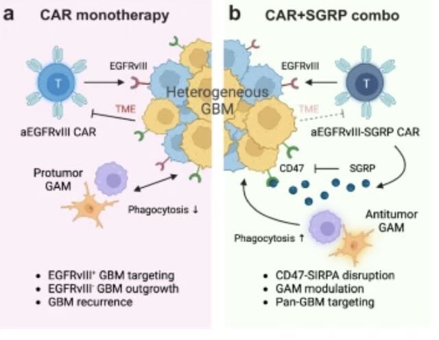 De SGRP-CAR-T-celmethode