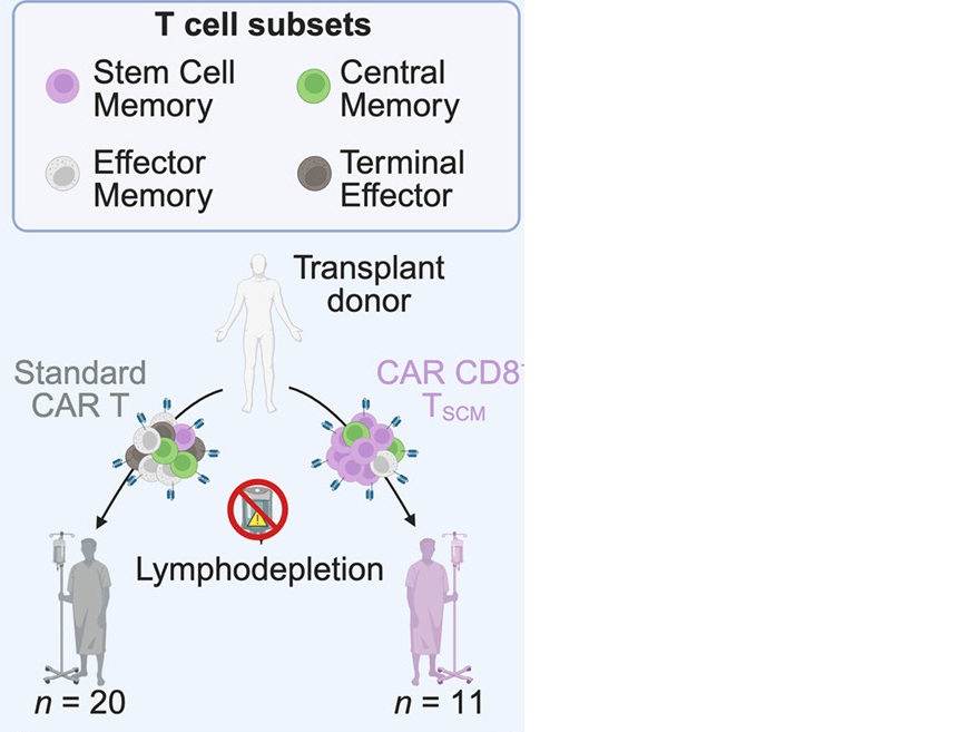 TSCM-cel voor CAR-T-therapie