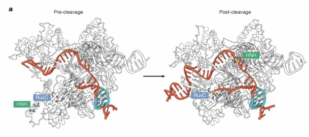 ThermoCas9 voor en na het knippen van DNA