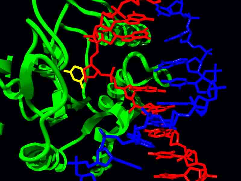 Uracilbaseglycosidase helpt DNA-schade herstellen