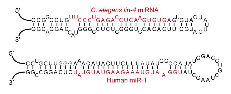 Voorbeelden van miRNA's