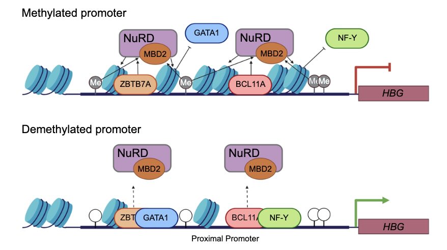 (de)methylering van genen