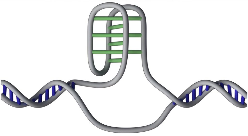 DNA-knoop (i-motief)