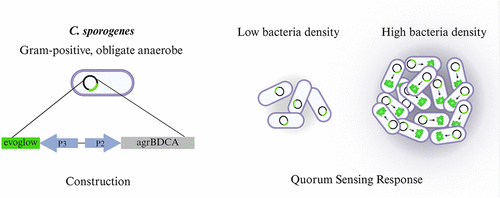 'Kankervretende' bacteriën