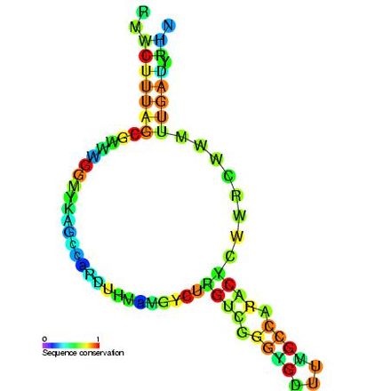 Retron-msr-RNA