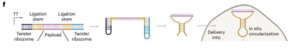 'Ringvormig' RNA